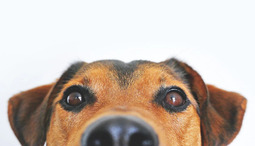 Sekarotuinen koira - kaikki mitä sinun tulee tietää