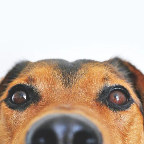 thumbnail of Sekarotuinen koira - kaikki mitä sinun tulee tietää